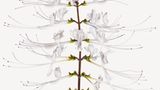 Orthosiphon stamineus