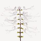 Orthosiphon stamineus