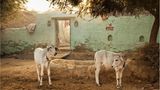 Fotogalerie: Momentaufnahme Indien - Bild 6