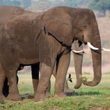 Fotogalerie: Quer durch Afrika - Bild 4