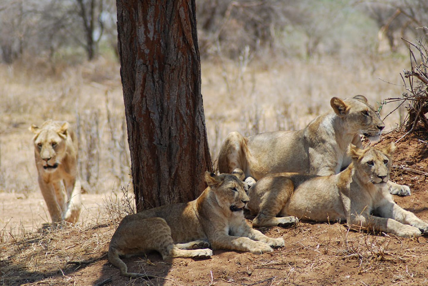 Fotogalerie: Quer durch Afrika - Bild 7