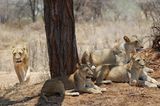 Fotogalerie: Quer durch Afrika - Bild 7