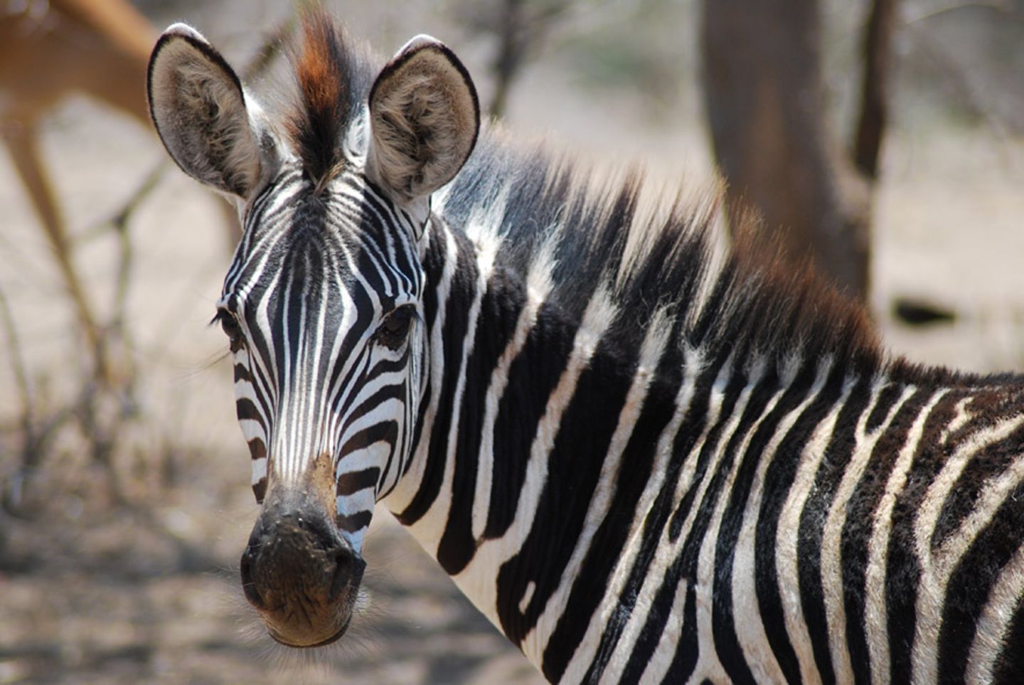 Fotogalerie: Quer durch Afrika - Bild 8