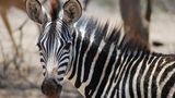 Fotogalerie: Quer durch Afrika - Bild 8