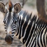 Fotogalerie: Quer durch Afrika - Bild 8