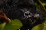 Demokratische Republik Kongo: Virunga in Gefahr - Bild 6