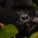 Demokratische Republik Kongo: Virunga in Gefahr - Bild 6