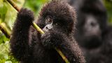 Demokratische Republik Kongo: Virunga in Gefahr - Bild 8