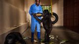 Demokratische Republik Kongo: Virunga in Gefahr - Bild 10