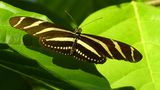 Zebrafalter
