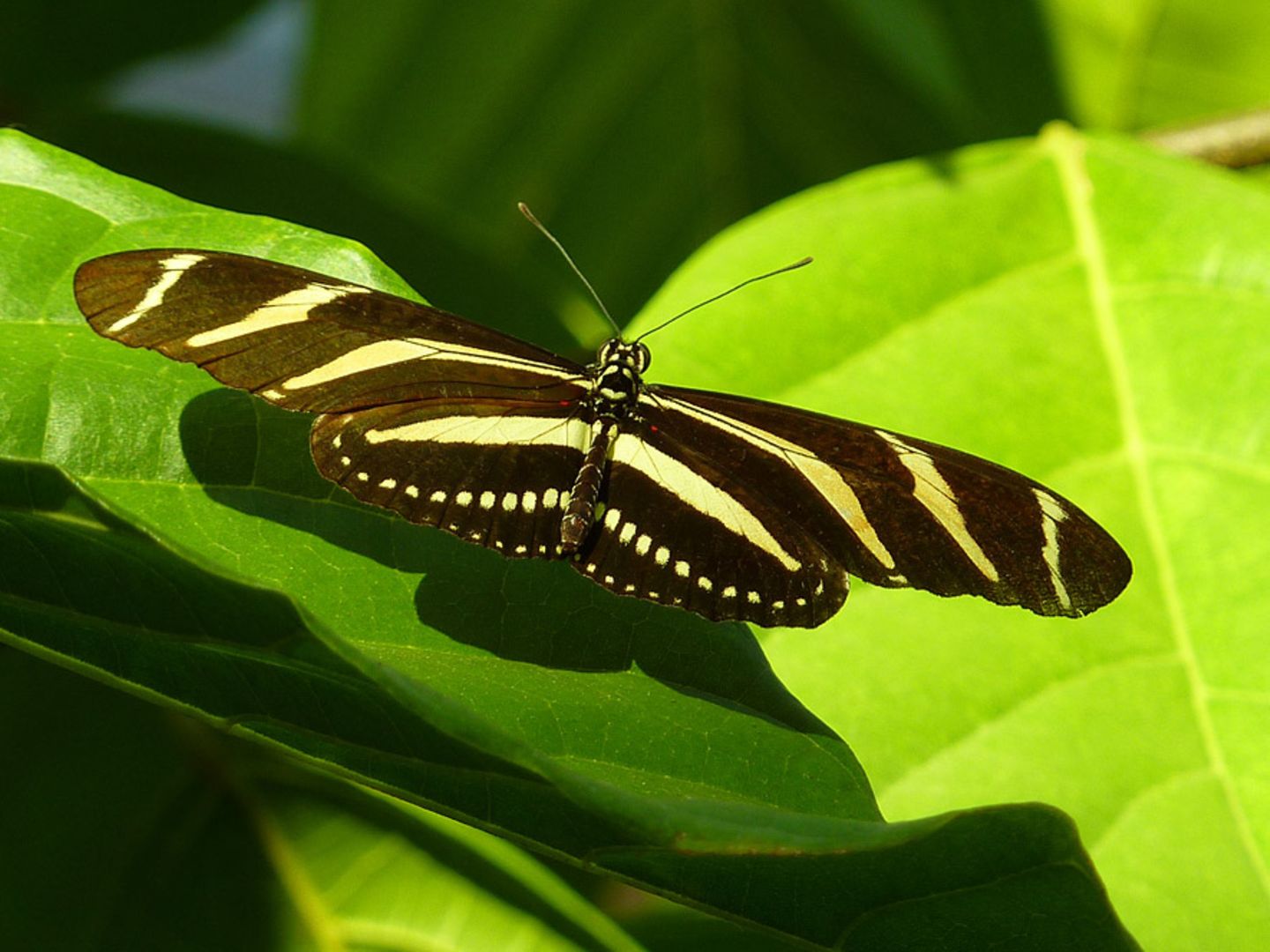 Zebrafalter