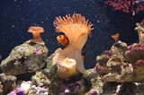 Anemonenfisch