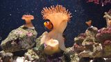 Anemonenfisch