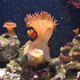 Anemonenfisch