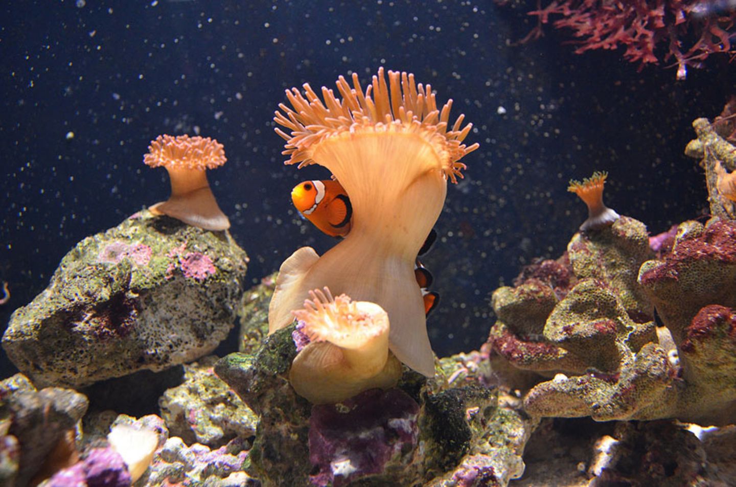 Anemonenfisch