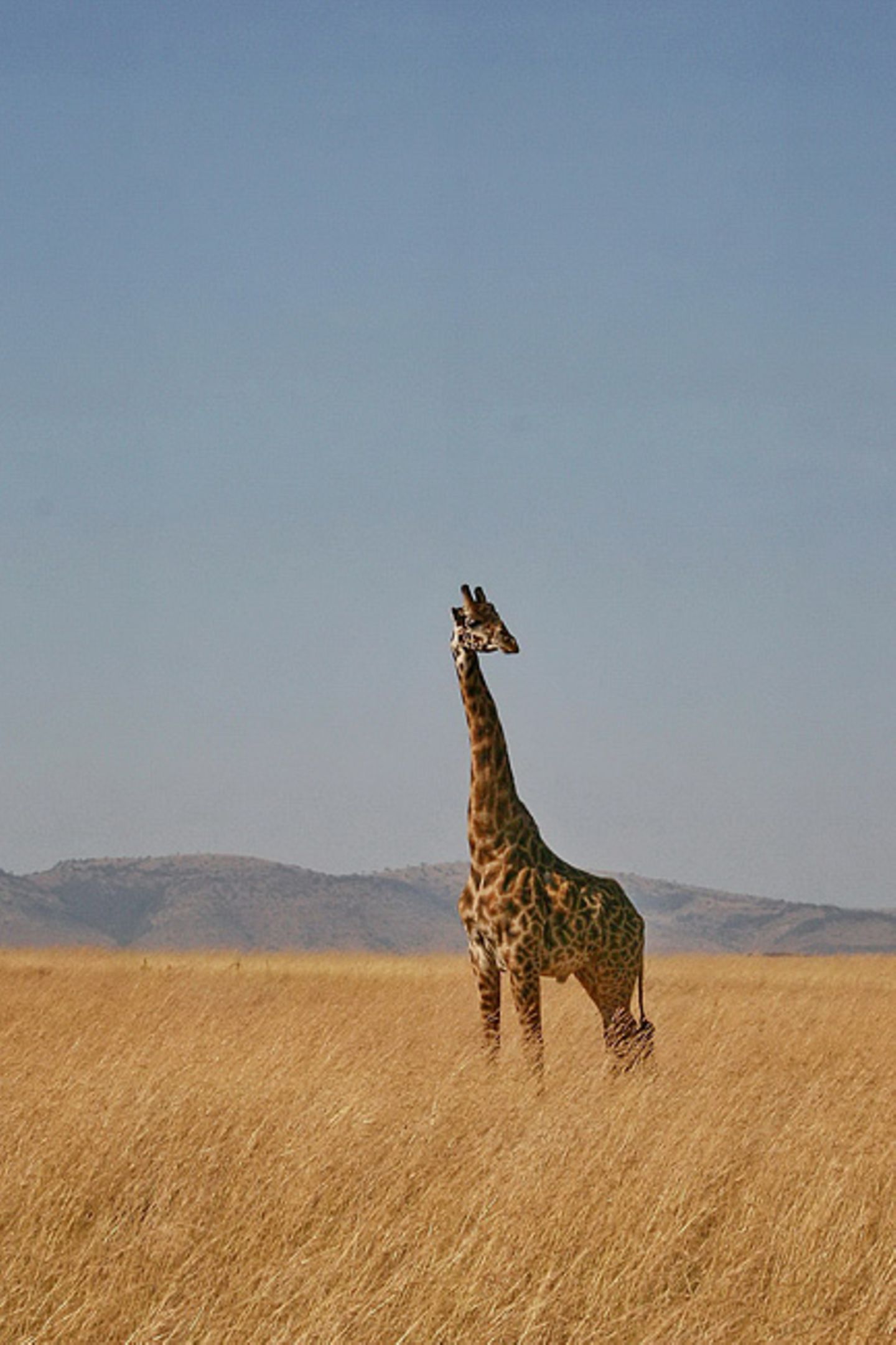 Giraffe