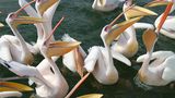Pelikane