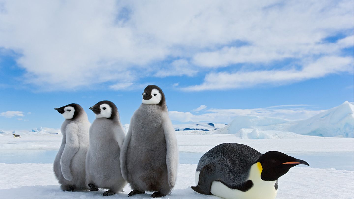 Антарктида белые медведи и пингвины