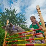 Kaninchenturnier: Auf die Pfoten, fertig, hopp!
