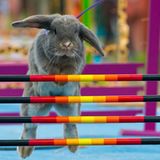 Kaninchenturnier: Auf die Pfoten, fertig, hopp! - Bild 5