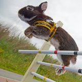Kaninchenturnier: Auf die Pfoten, fertig, hopp! - Bild 11