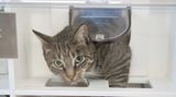 Tiernahrung: Es ist angerichtet! - Bild 2