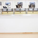 Tiernahrung: Es ist angerichtet! - Bild 4