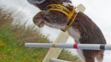 Kaninchenturnier: Auf die Pfoten, fertig, hopp! - Bild 11