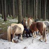 Fotogalerie: Winter in Tirol - Bild 5