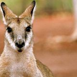 Fotogalerie: Mit dem Rad durch Australien - Bild 11