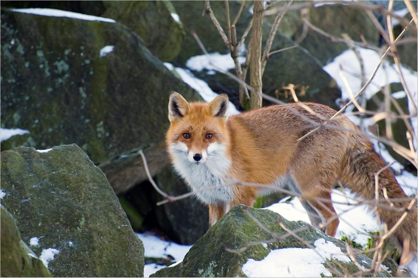 Fuchs