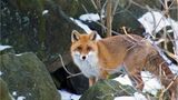 Fuchs
