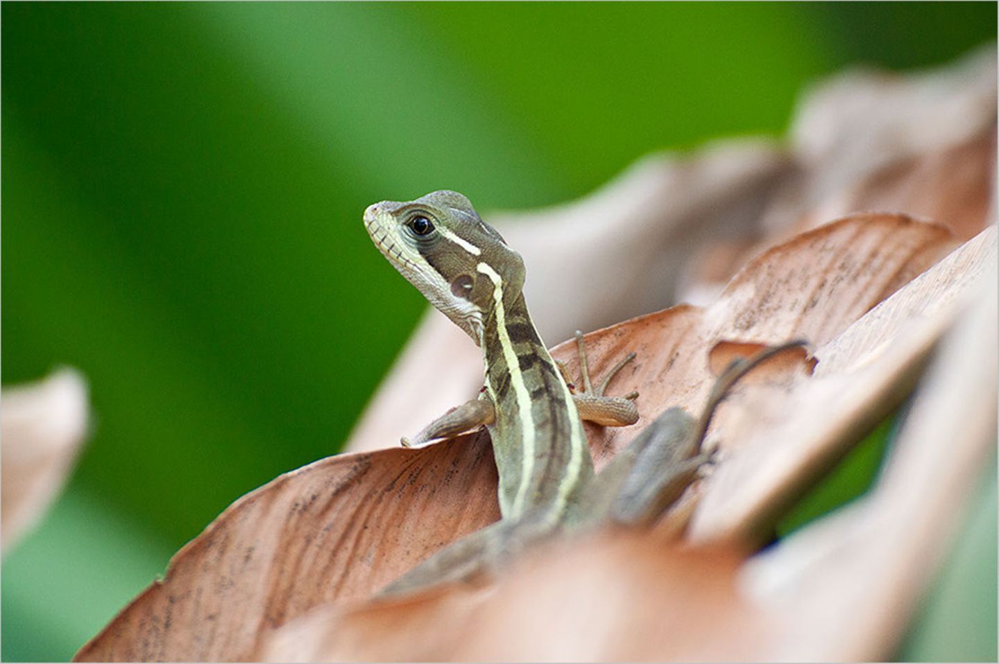 Streifenbasilisk