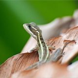 Streifenbasilisk