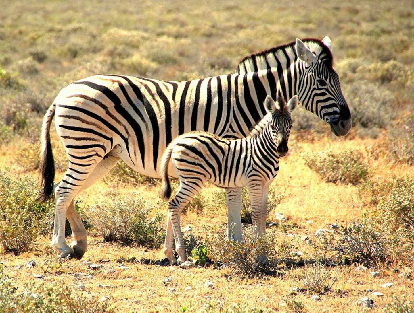 Zebra