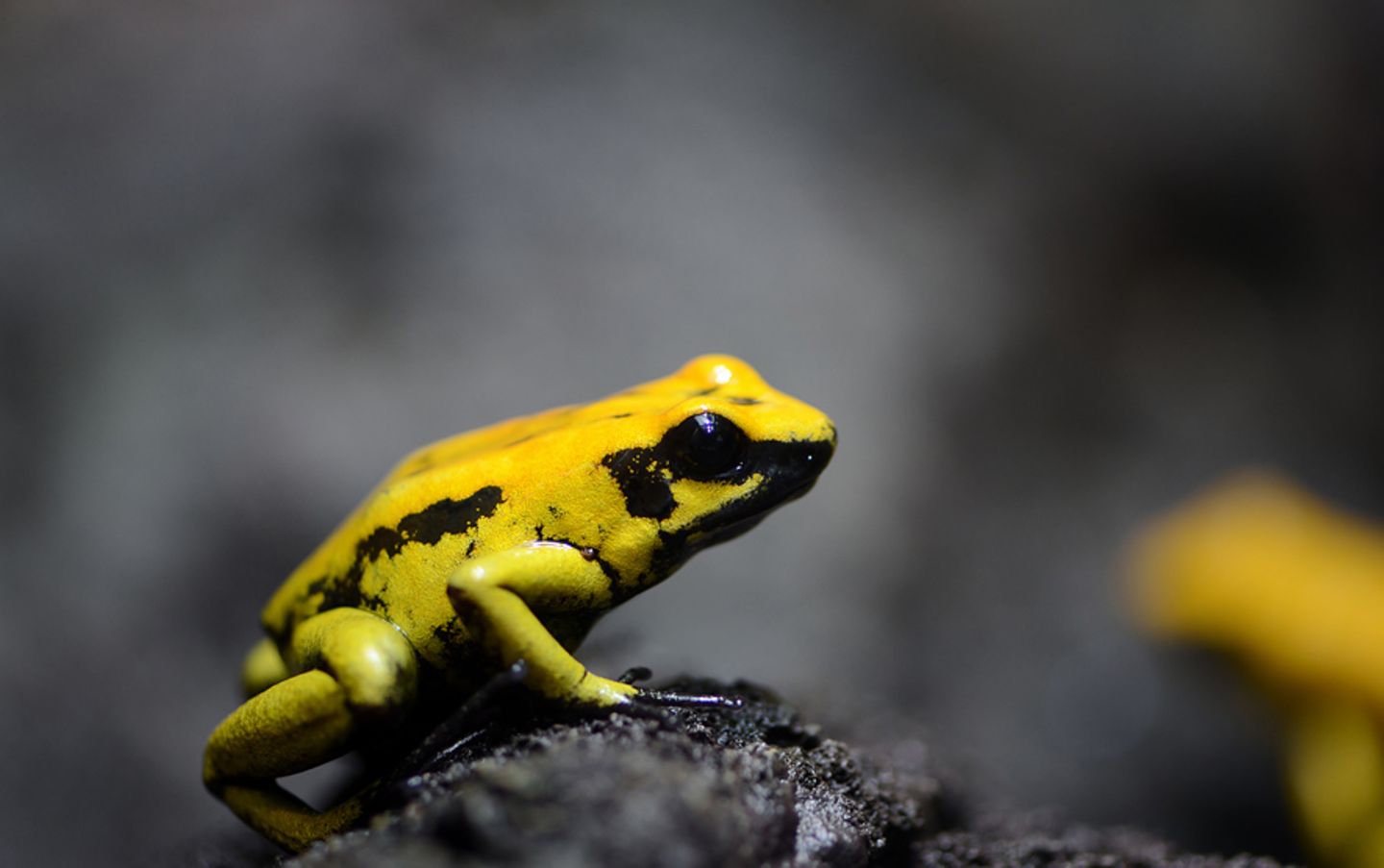 Pfeilgiftfrosch