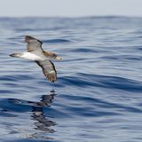 Gelbschnabel-Sturmtaucher