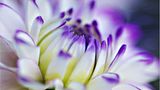 Blüte