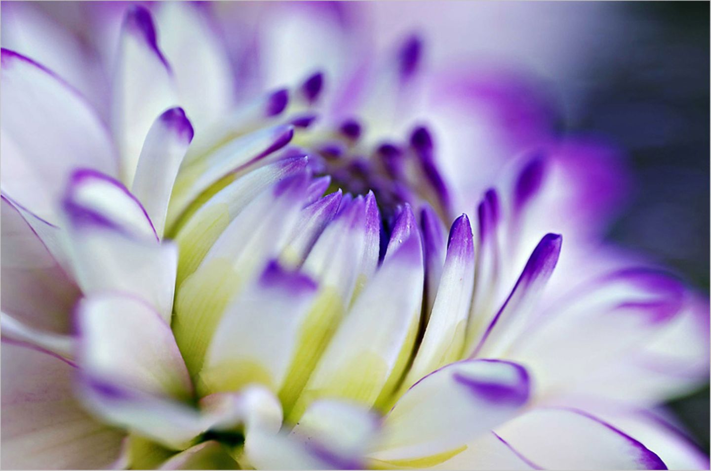 Blüte