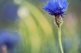 Blume