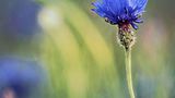 Blume