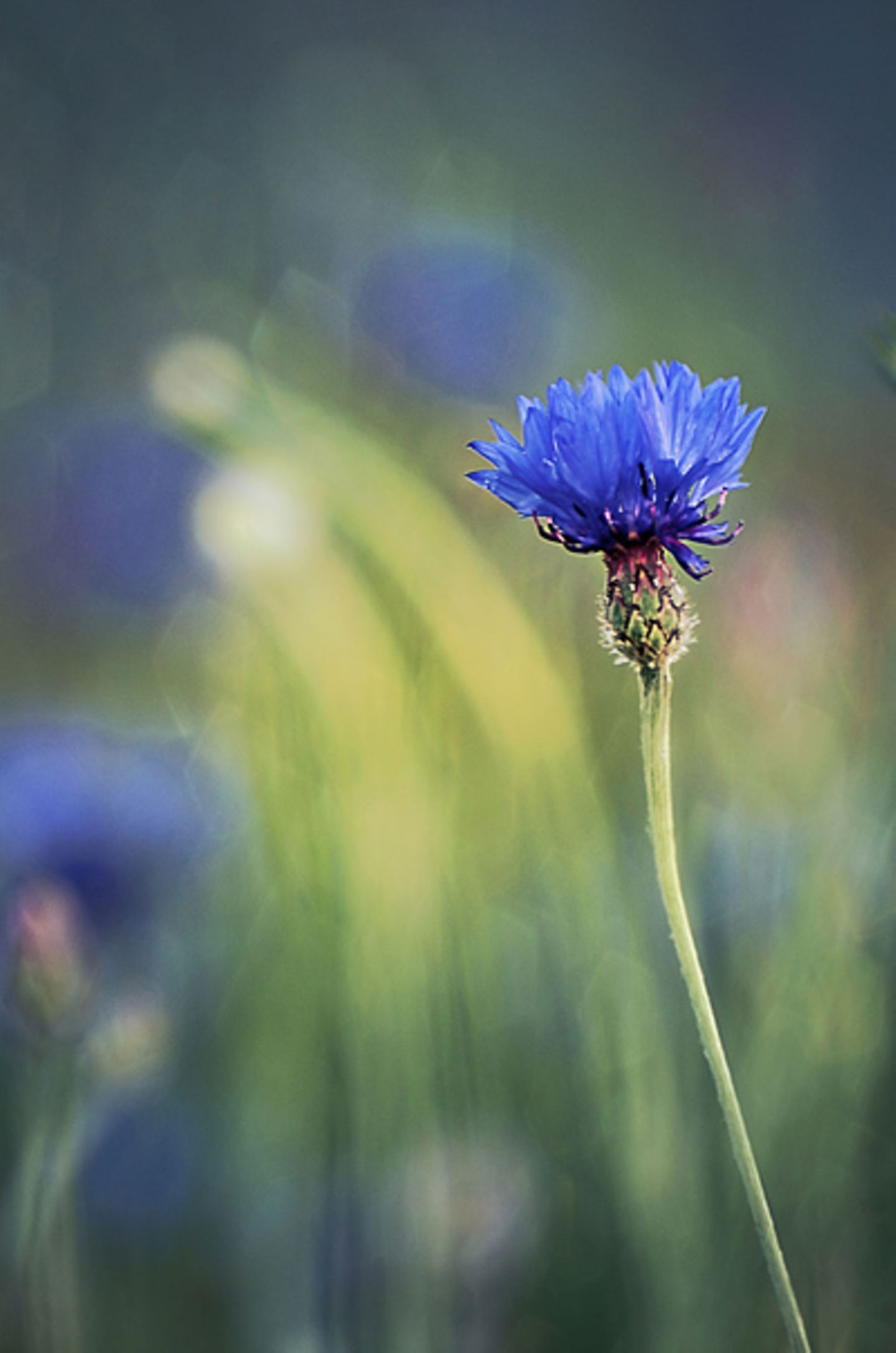 Blume