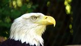Weißkopfseeadler