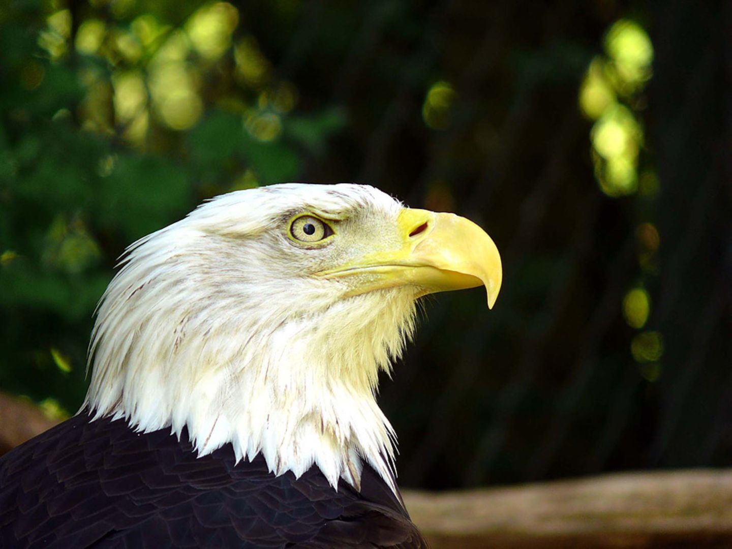 Weißkopfseeadler