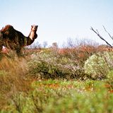 Fotogalerie: Mit dem Rad durch Australien - Bild 2