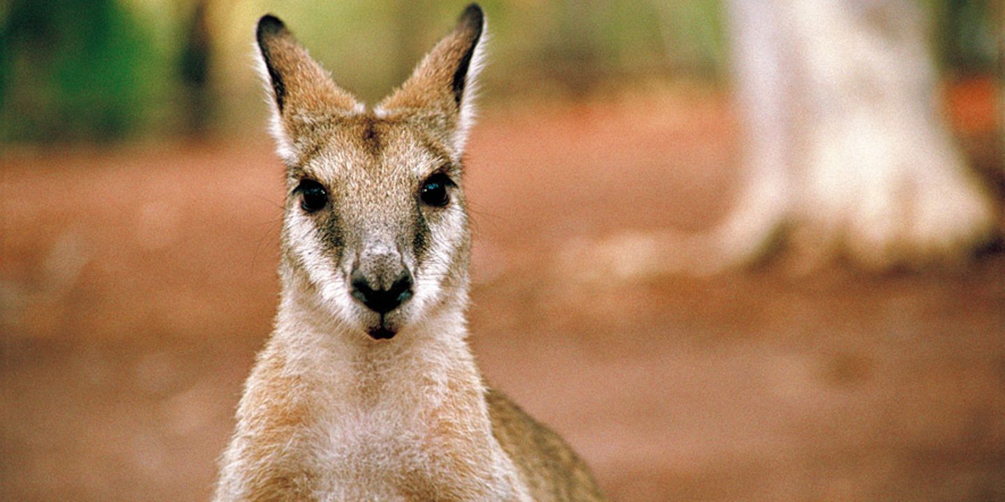 Fotogalerie: Mit dem Rad durch Australien - Bild 11