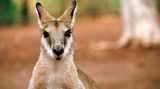 Fotogalerie: Mit dem Rad durch Australien - Bild 11