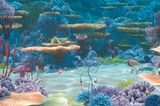 Kino: Kinotipp: Findet Nemo 3D - Bild 8