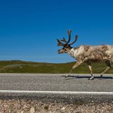 Fotogalerie: Schönheit des Nordens - Bild 8