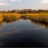 Moremi-Nationalpark, Botswana